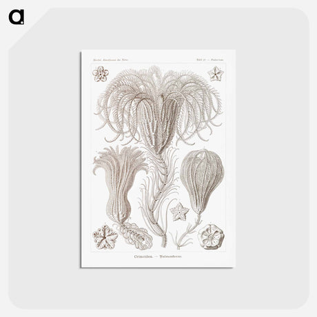 アートポストカード-Crinoidea–Palmensterne - エルンスト ヘッケル Postcard.