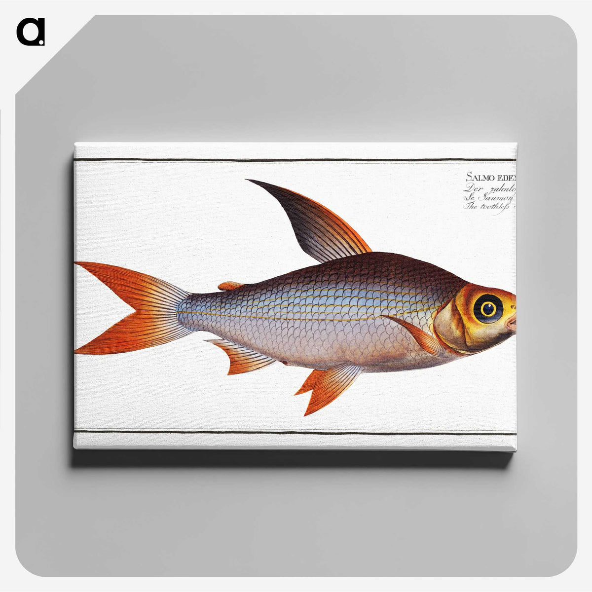 2-95_Ichtyologie-ou-Histoire-naturelle_canvas