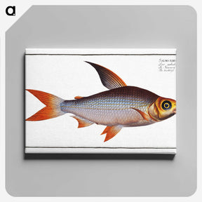 2-95_Ichtyologie-ou-Histoire-naturelle_canvas