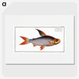 2-95_Ichtyologie-ou-Histoire-naturelle_picture