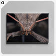 2-95_Insects-Unlocked-Project_canvas