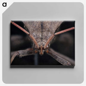 2-95_Insects-Unlocked-Project_canvas