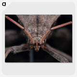 2-95_Insects-Unlocked-Project_picture-crop