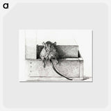 アートポストカード-Mouse - ジャン ベルナール Postcard.