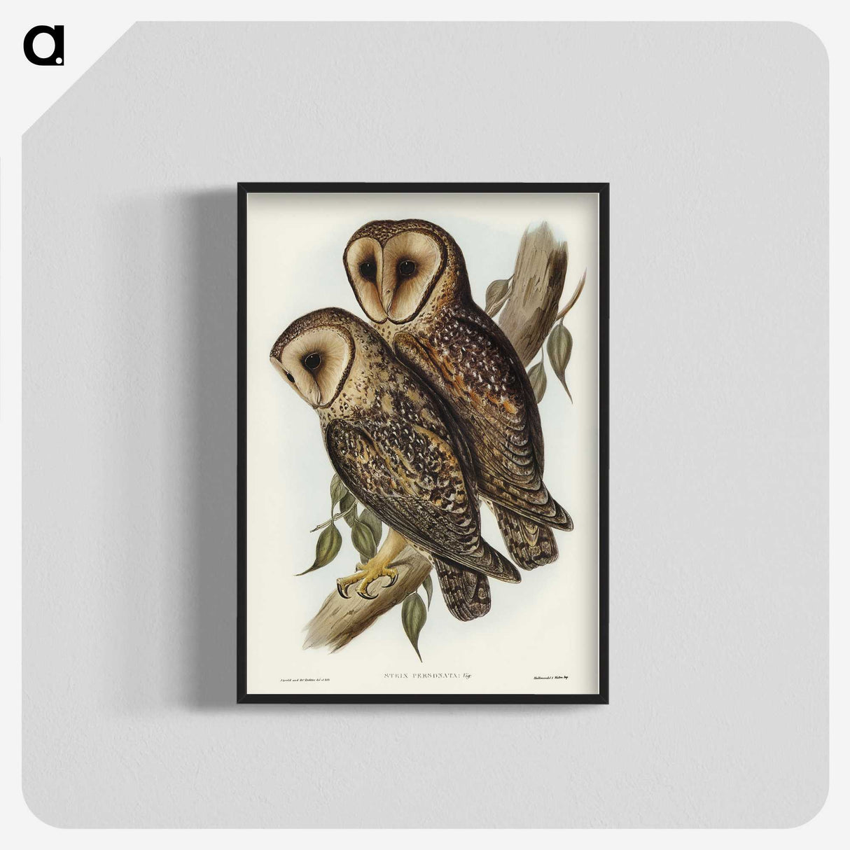 2-95_John-Gould_blk-crop