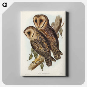 アートパネル-Masked Barn Owl
 - ジョン グールド Canvas.