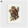 アートポストカード-Masked Barn Owl
 - ジョン グールド Postcard.