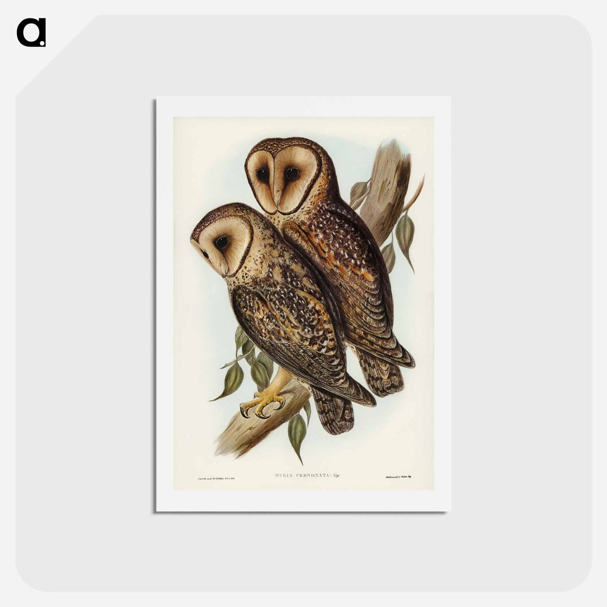 アートポストカード-Masked Barn Owl
 - ジョン グールド Postcard.