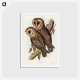 アートポストカード-Masked Barn Owl
 - ジョン グールド Postcard.