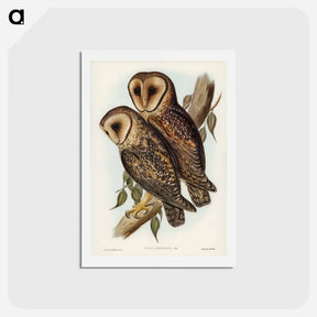 アートポストカード-Masked Barn Owl
 - ジョン グールド Postcard.