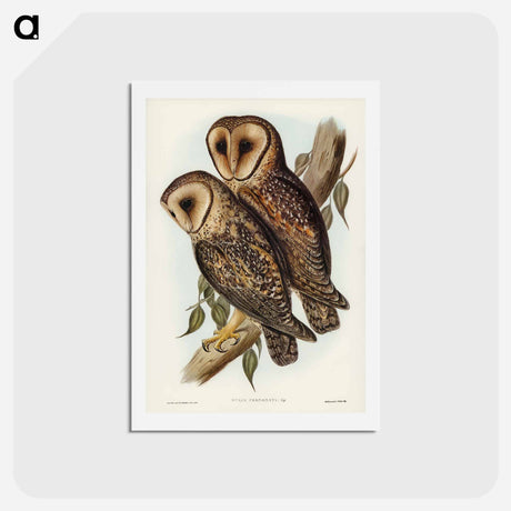 アートポストカード-Masked Barn Owl
 - ジョン グールド Postcard.