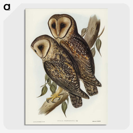2-95_John-Gould_picture-crop