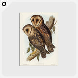 アートポストカード-Masked Barn Owl
 - ジョン グールド Postcard.