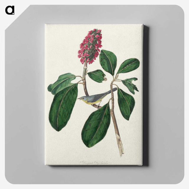 2-95_John-James-Audubon_canvas