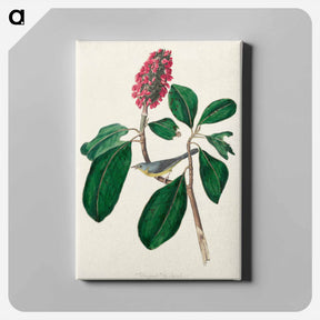 アートパネル-Bonaparte's Flycatcher
 - ジョン ジェームス オーデュボン Canvas.