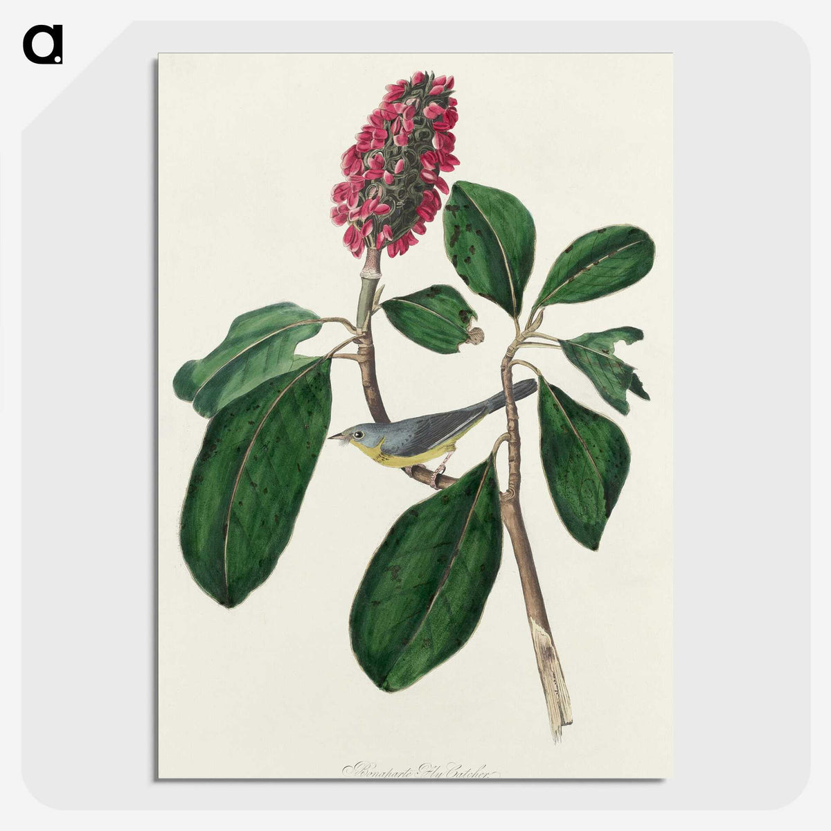 2-95_John-James-Audubon_picture-crop