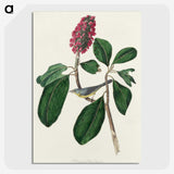 2-95_John-James-Audubon_picture-crop