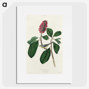 2-95_John-James-Audubon_picture