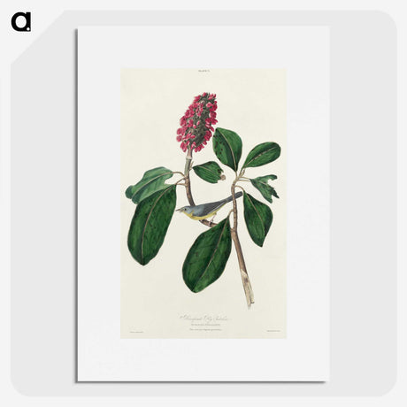 2-95_John-James-Audubon_picture