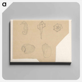 アートパネル-Studieblad met schelpen en een zeepaardje - ユリー デ フラーハ Canvas.
