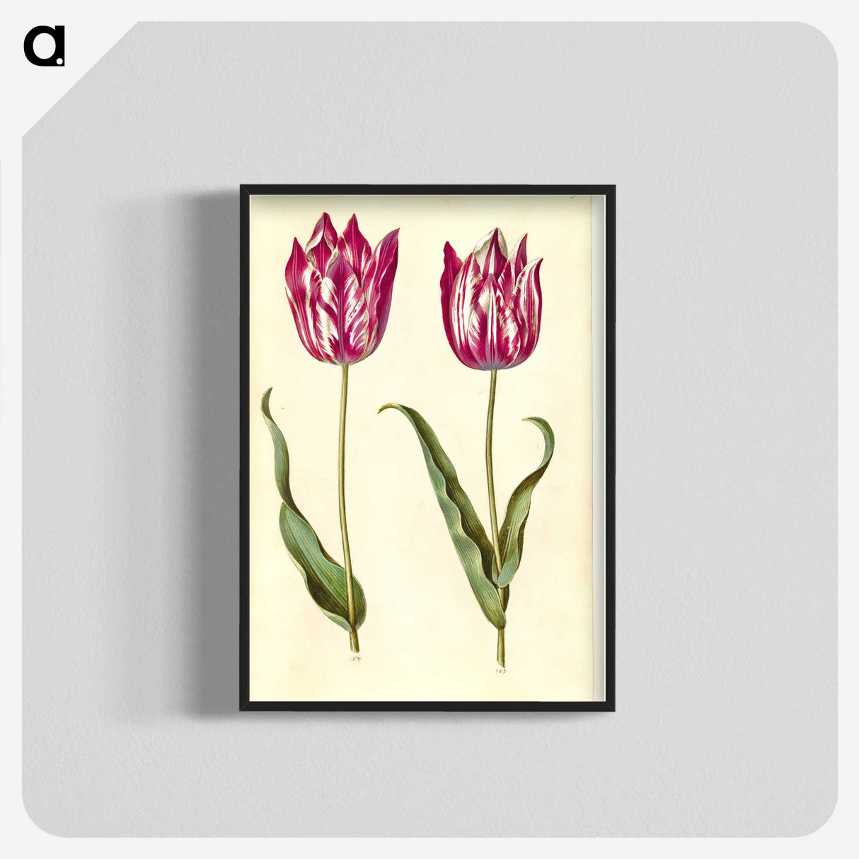 2-95_Maria-Sibylla-Merian_blk-crop