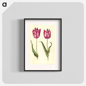 アートポスター-Tulipa gesneriana
 - マリア ジビーラ メーリアン Poster.