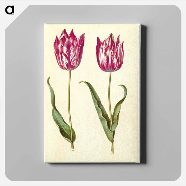 アートパネル-Tulipa gesneriana
 - マリア ジビーラ メーリアン Canvas.