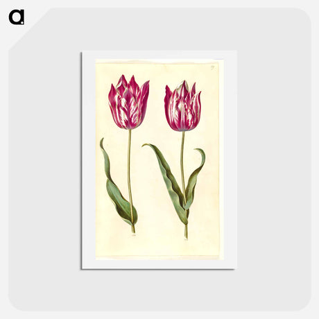 アートポストカード-Tulipa gesneriana
 - マリア ジビーラ メーリアン Postcard.