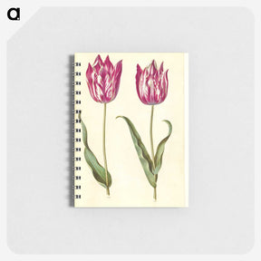 2-95_Maria-Sibylla-Merian_memo