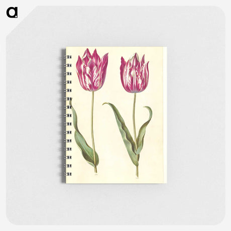 2-95_Maria-Sibylla-Merian_memo