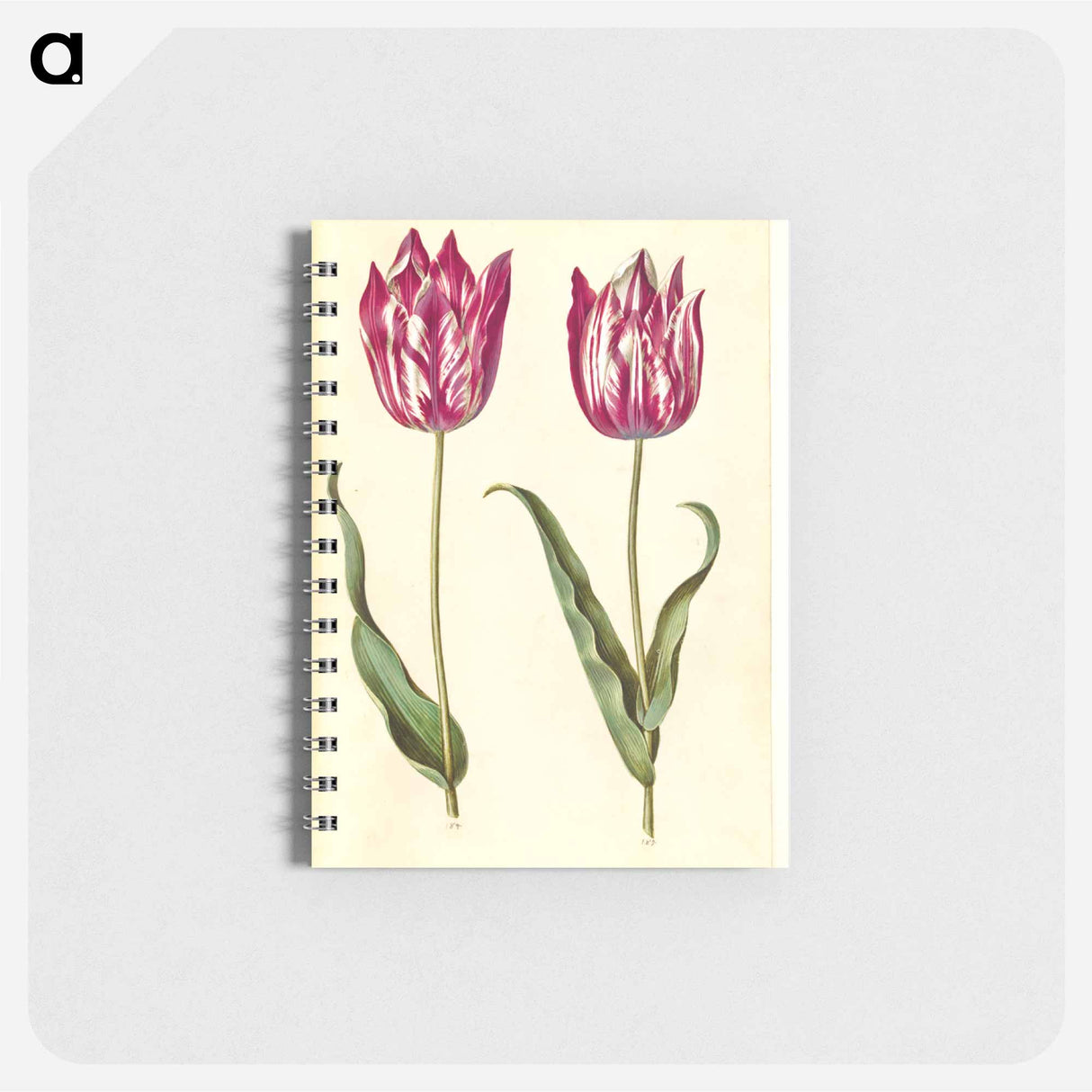 アートメモ帳-Tulipa gesneriana
 - マリア ジビーラ メーリアン Memo.