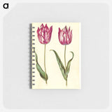 アートメモ帳-Tulipa gesneriana
 - マリア ジビーラ メーリアン Memo.