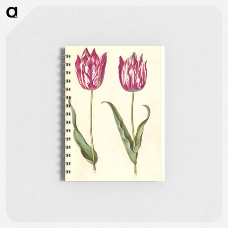アートメモ帳-Tulipa gesneriana
 - マリア ジビーラ メーリアン Memo.