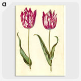 2-95_Maria-Sibylla-Merian_picture-crop