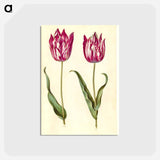 アートポストカード-Tulipa gesneriana
 - マリア ジビーラ メーリアン Postcard.