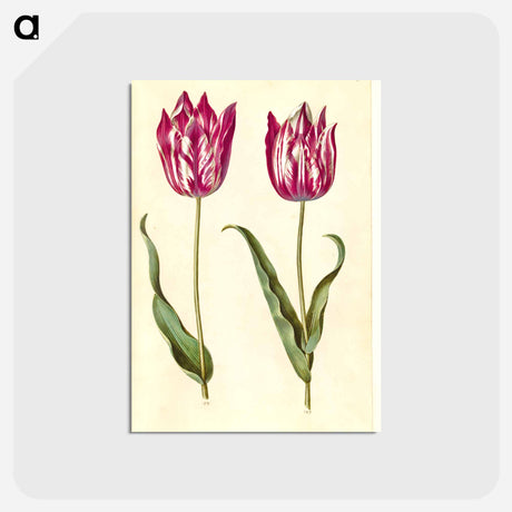 アートポストカード-Tulipa gesneriana
 - マリア ジビーラ メーリアン Postcard.