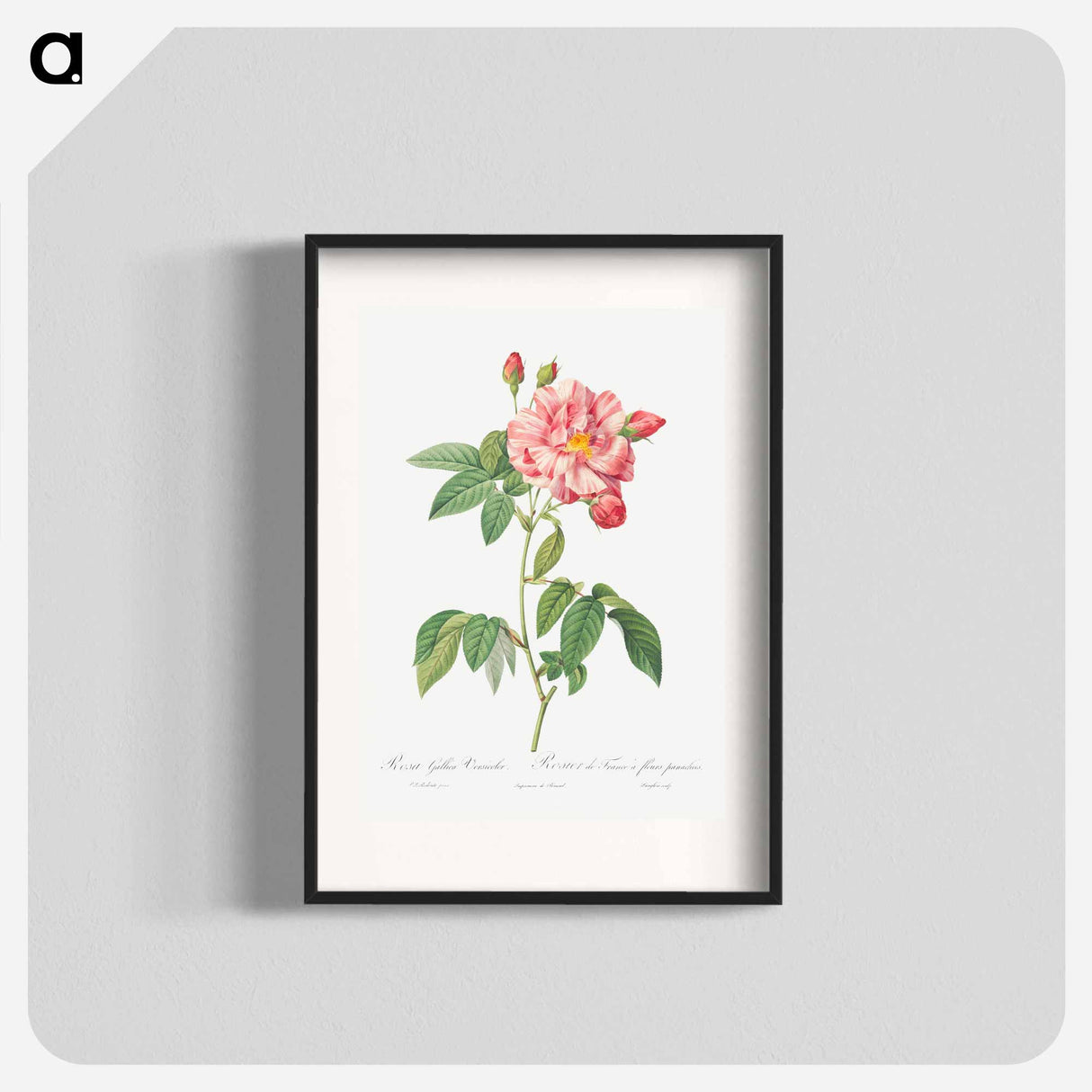 Rosa Mundi, French Rosebush with Varigated Flowers - Pierre-Joseph Redouté Poster.