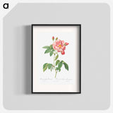 Rosa Mundi, French Rosebush with Varigated Flowers - Pierre-Joseph Redouté Poster.