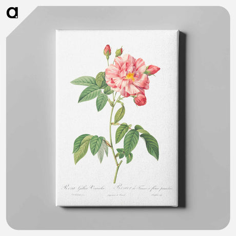 アートパネル-Rosa Mundi, French Rosebush with Varigated Flowers - ピエール ジョゼフ ルドゥーテ Canvas.