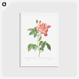 アートポストカード-Rosa Mundi, French Rosebush with Varigated Flowers - ピエール ジョゼフ ルドゥーテ Postcard.