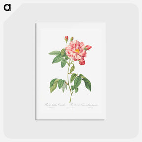 アートポストカード-Rosa Mundi, French Rosebush with Varigated Flowers - ピエール ジョゼフ ルドゥーテ Postcard.