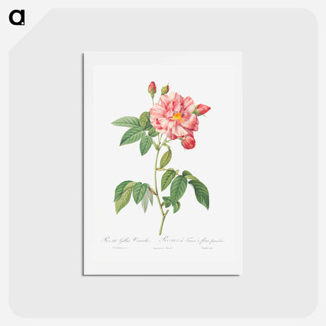 アートポストカード-Rosa Mundi, French Rosebush with Varigated Flowers - ピエール ジョゼフ ルドゥーテ Postcard.