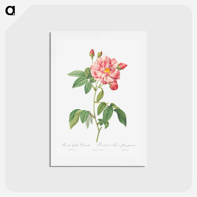 アートポストカード-Rosa Mundi, French Rosebush with Varigated Flowers - ピエール ジョゼフ ルドゥーテ Postcard.