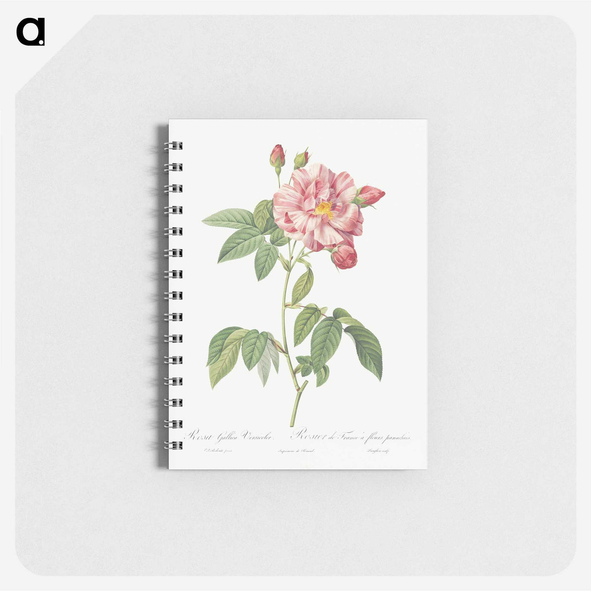 2-95_Pierre-Joseph-Redoute_memo