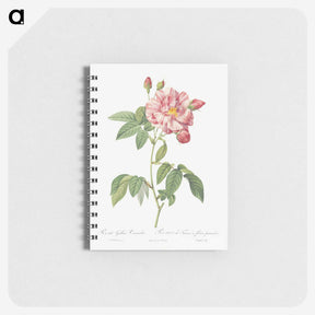 2-95_Pierre-Joseph-Redoute_memo