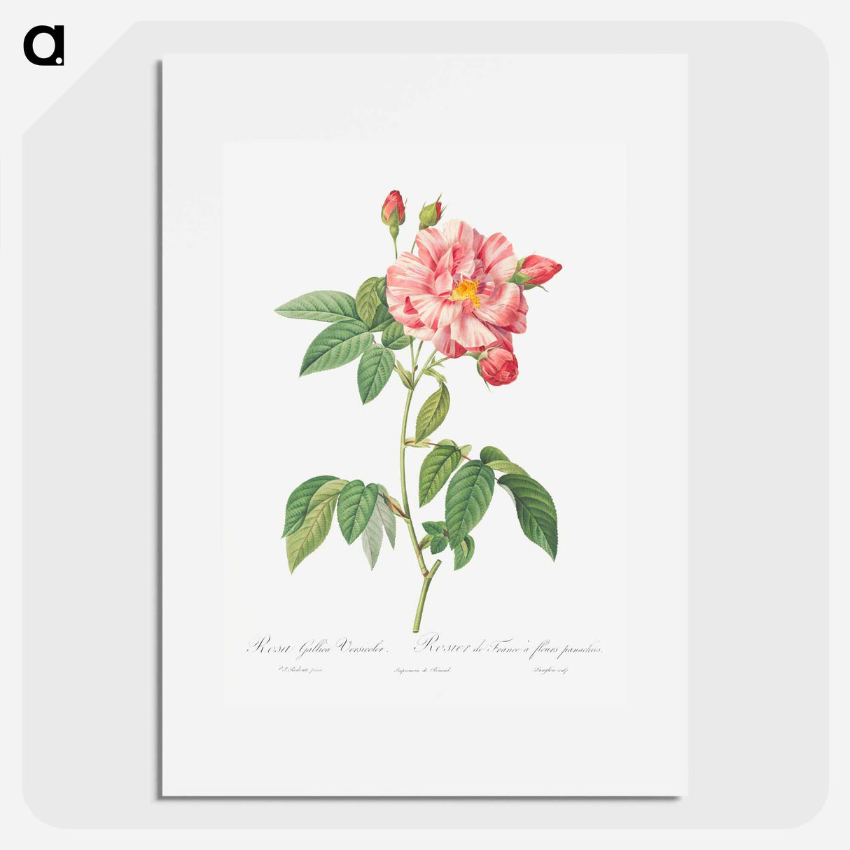 Rosa Mundi, French Rosebush with Varigated Flowers - Pierre-Joseph Redouté Poster.