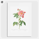 Rosa Mundi, French Rosebush with Varigated Flowers - ピエール ジョゼフ ルドゥーテ Poster.