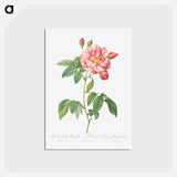 アートポストカード-Rosa Mundi, French Rosebush with Varigated Flowers - ピエール ジョゼフ ルドゥーテ Postcard.