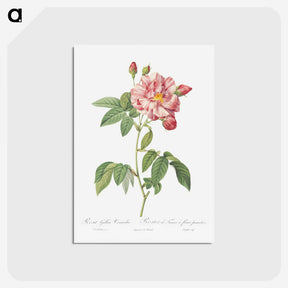 2-95_Pierre-Joseph-Redoute_postcard