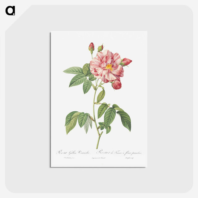2-95_Pierre-Joseph-Redoute_postcard